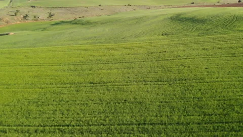 Deers running and jumping Stock Footage 155005913