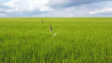 Deers running in the field DRONE View Stock Footage 195298784