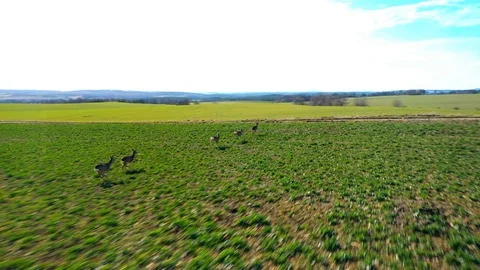 Deers running on field. Stock Footage 125648567