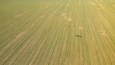 Deers running on field. Stock Footage 125648603