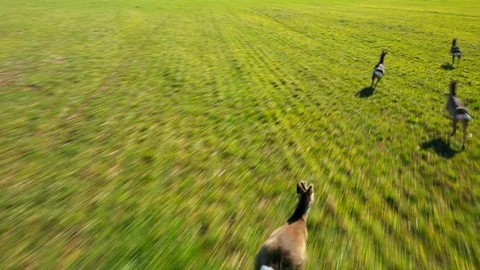 Deers running on field. Vidéo 125649052
