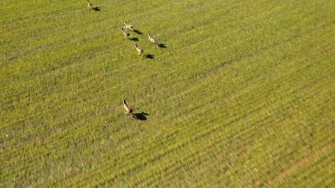Deers running on field. Stock Footage 125649226