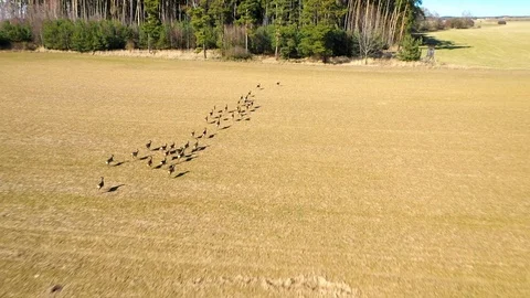 Deers running on field. Stock Footage 125649862