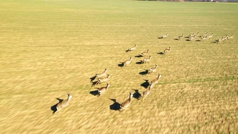 Deers running on field. Stock Footage 125650469