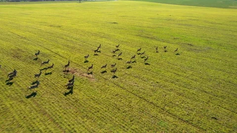 Deers running on field. Stock Footage 125651070