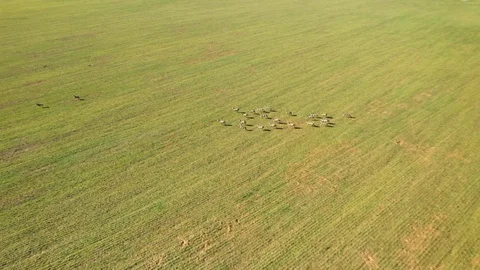 Deers running on field. Stock Footage 125651642