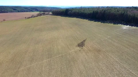 Deers running on field. Stock Footage 125652120