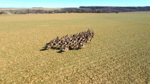 Deers running on field. Stock Footage 125652630