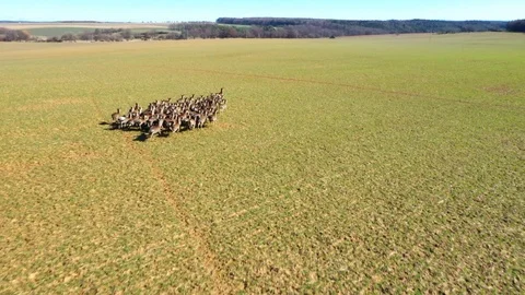 Deers running on field. Stock Footage 125653765