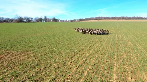 Deers running on field. Stock Footage 125653849