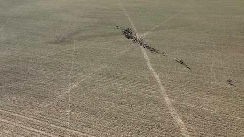 Deers running on field. Stock Footage 125654300