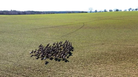 Deers running on field. Stock Footage 125654400