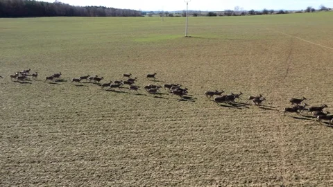 Deers running on field. Stock Footage 125654546