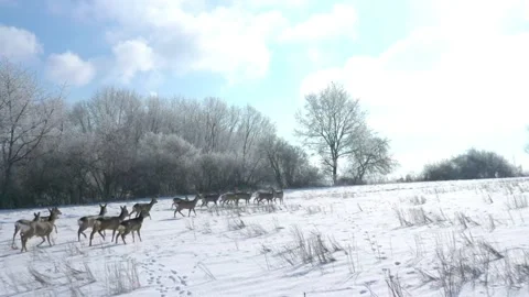 Deers running on snowy field. Stock-Footage 148480419