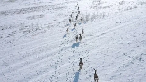 Deers running on snowy field. Stock-Footage 148481429