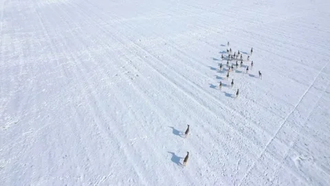 Deers running on snowy field. Stock-Footage 148481879