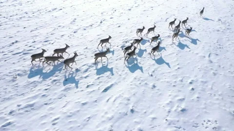 Deers running on snowy field. Stock-Footage 148482888