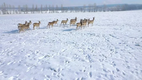 Deers running on snowy field. Stock-Footage 148484399