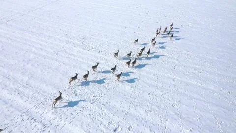 Deers running on snowy field. Stock-Footage 148484775