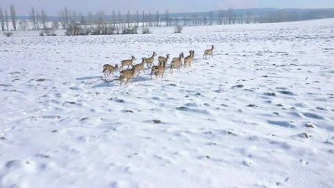 Deers running on snowy field. Stock-Footage 148484900