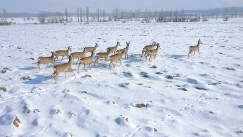 Deers running on snowy field. Stock-Footage 148485790