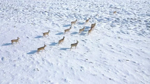 Deers running on snowy field. Stock-Footage 148486383