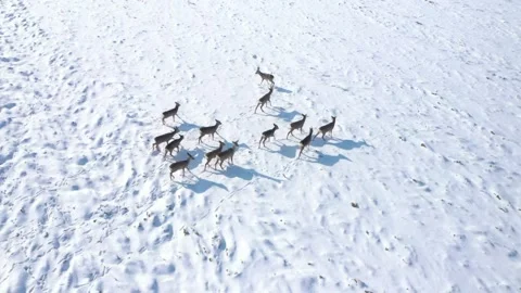 Deers running on snowy field. Stock-Footage 148487022