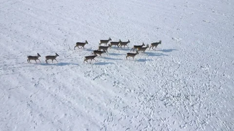 Deers running on snowy field. Stock Footage 148487978