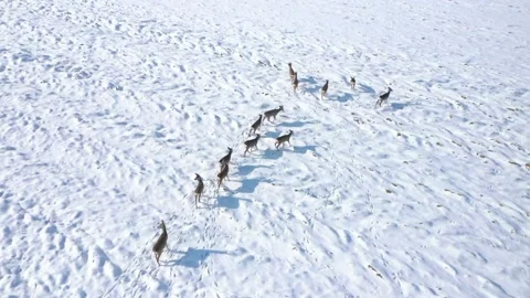 Deers running on snowy field. Stock-Footage 148488101
