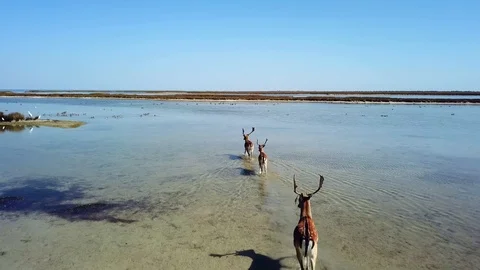 Deers in shallow water Video stock 122169174