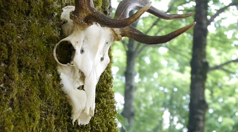 Deer's skull on a tree trunk Stock Footage 39838137