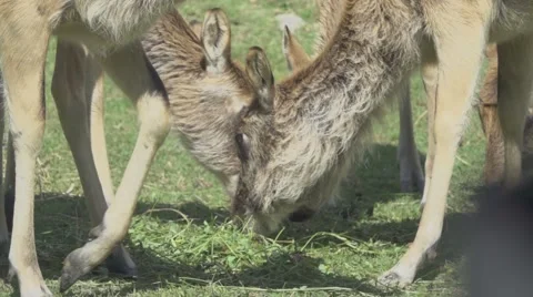 Deers in Slow Motion Stock Footage 65833258