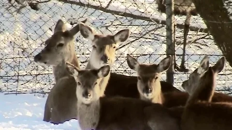 Deers in the snow Stock Footage 82966975