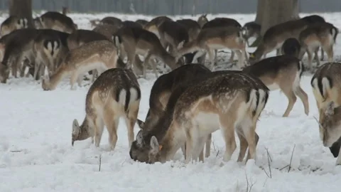 Deers in snow in Phoenix park, Dublin, Ireland. 库存影片 86654433