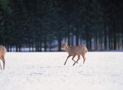 Deers on snow 스톡 사진