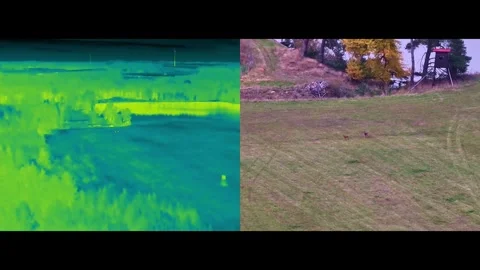 Deers split 2 Stock Footage 329299005