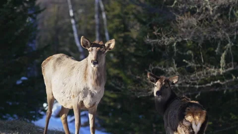 Deers stand among dense trees looking directly into camera Stock Footage 322042339
