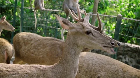 Deers standing Stock Footage 56231451
