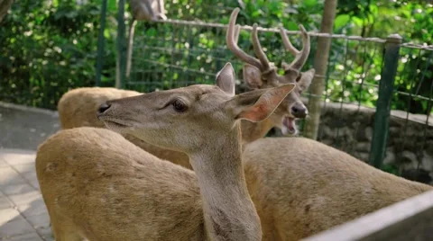 Deers standing Video stock 56235770