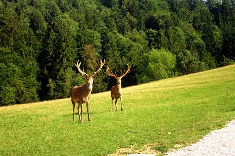 Deers, staring directly at camera. Dark green spruce background. Hunting seas Foto stock
