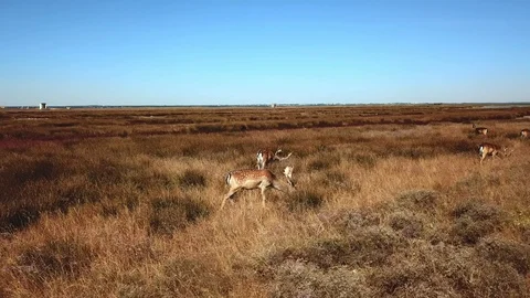 Deers in the steppe close-up Stock Footage 122524385