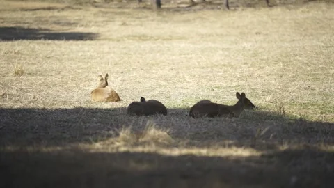 Deers on a  sunny day Stock Footage 328601326