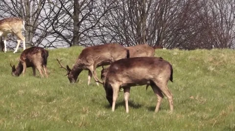 Deers on a Sunny Hill 스톡 동영상 48581141