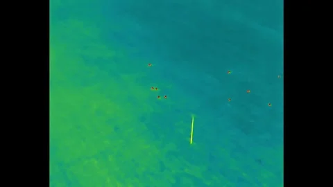 Deers thermo Stock Footage 329298808