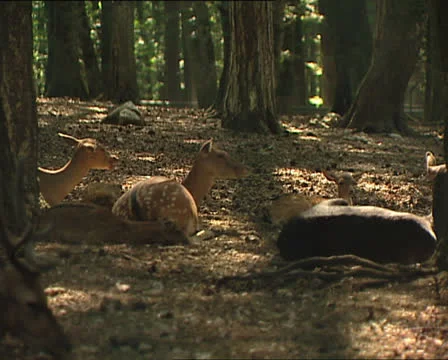 DEERS in the Umbrian Forest 2 스톡 동영상 24086978