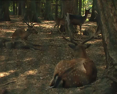 DEERS in Umbrian Forest reserve 動画素材 24086861