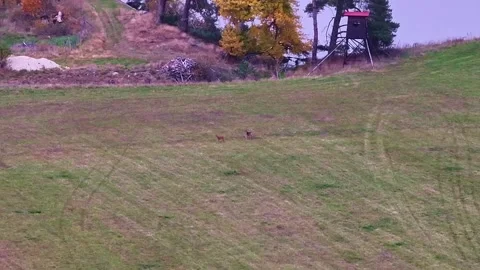 Deers visual 2 Stock Footage 329299862