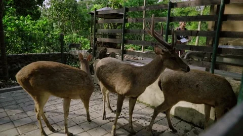 Deers walking around in enclosure Stock Footage 56236062