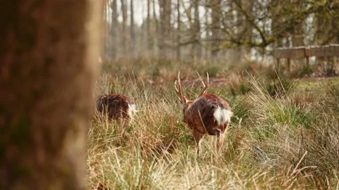 Deers walking away from camera 库存影片 153616522