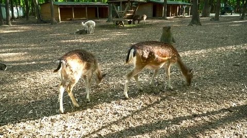 Deers walking int he cage in the zoo Stock Footage 76091455